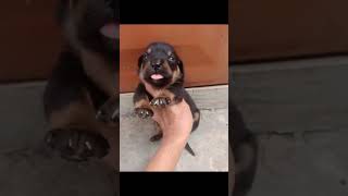 Puppy Rottweiler 13 mouth rottweilerpuppy rottweiler rottweilerworld rottweilerdog doglover [upl. by Herrah]