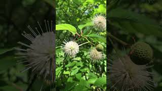 Buttonbush [upl. by Thera]