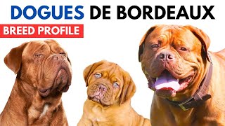 Dogues De Bordeaux Dog Breed Profile History  Price  Traits  Dogues De Bordeaux Grooming Needs [upl. by Ahen149]