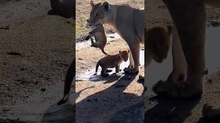 Lioness carrying cub in mouth [upl. by Ahsietal829]