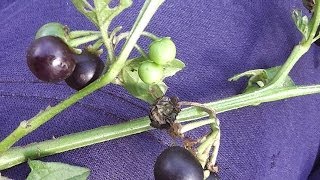 Solanum nigrum Footage ◕❧ [upl. by Medlin]