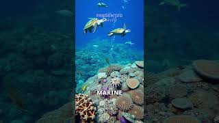 Wonders of the Great Barrier Reef reef ocean travel [upl. by Seaden791]