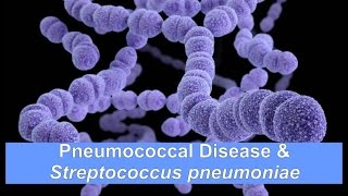 Pneumococcal Disease amp Streptococcus pneumoniae [upl. by Tnarg]