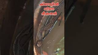 ഇവൻ കിണറ്റിലായത് കൊണ്ട് നാട്ടുകാർ രക്ഷപെട്ടു🐍 Big Viper rescued from well reptiles sarpa rescue [upl. by Patsy]