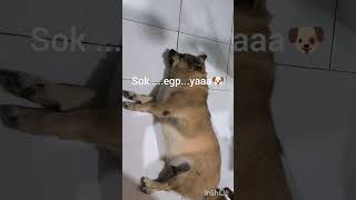 dog 🐶🐶🐶🐶🐶🐶😴😴😴😴😴💃kepala kecil aja masih ropot bawanya Chiko😁 [upl. by Jenesia312]