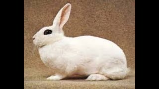 Blanc de Hotot Rabbit Breed [upl. by Oicnedif]