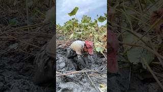 This Amazing Thing Is Extracted From Mud shortsvideo [upl. by Ahsemik803]