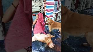 Dil Tu Jaan Tu❤😂dogshortfeed  entertainment doglover shortsviral youtubeshorts [upl. by Anissej]