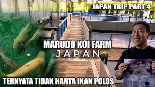 SETAHU SAYA HANYA IKAN POLOS TERNYATA GOSANKENYA LEBIH ISTIMEWA  MARUDO KOI FARM JAPAN [upl. by Anaujait817]