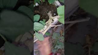 Removing pumpkin Plant from My Garden A StepbyStep Guide short ytshorts viral shorts [upl. by Lleihsad625]