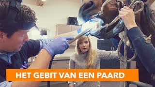 Het gebit van een paard  PaardenpraatTV [upl. by Fonzie]