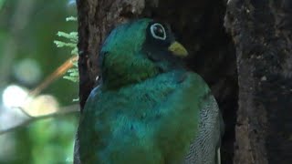 Blackthroated Trogon Birds of Costa Rica [upl. by Narmak]