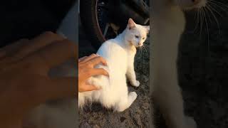 Rare encounter of heterochromia cat catcalling cat cateye cutecat whitecat [upl. by Adnik]