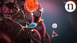 Immunology of the rheumatoid joint [upl. by Dronel]