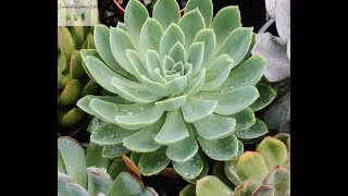 How to fertilize succulents [upl. by Greenfield]