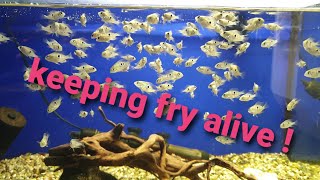 How to  Keep fry alive Breeding Ellioti cichlids  High survival rate [upl. by Haibot]