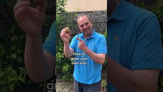 Grow a kiwi from the supermarket growyourgroceries gardeningforbeginners growyourownfood [upl. by Januarius]