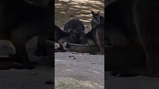 Adorable Wallabies Enjoying a Meal [upl. by Hayes969]