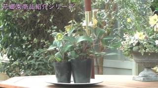 クリスマスローズリビダズ Helleborus lividus 花郷園商品紹介シリーズ第31回 [upl. by Aydidey]