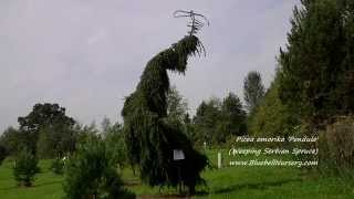 Picea omorika Pendula Weeping Serbian Spruce [upl. by Einberger]