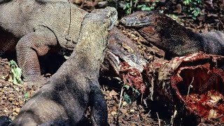 Komodo dragon eating alive goat  wild animals [upl. by Htessil]