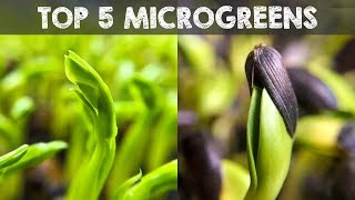 Top 5 Microgreens You Must Grow [upl. by Shuma]