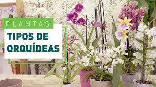 10 tipos de orquídeas y sus características  Plantas en VERDECORA [upl. by Mose]