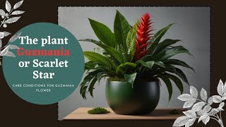 Whats Hiding in Your Guzmania plant That You Need to Know [upl. by Yelwar305]