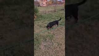 Fridolin dog hundeliebhaber animalprotection serbia dachshund [upl. by Tymon]