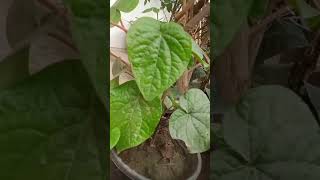 How to grow leaf plant 🌿🌿 gardening  ye pan ka plant  hai natural growinggardeners viral reel [upl. by Batty]