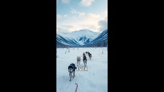 The Inspiring History of the Iditarod Race shorts facts curiousfacts nature alaska [upl. by Lamdin998]