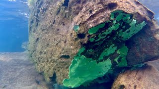 Swimming With Cichlids  Across The Rocks at Samazi [upl. by Otilesoj]