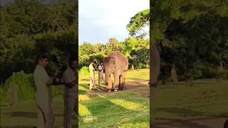 Theppakadu Elephant Camp Masinagudi travel [upl. by Burget]