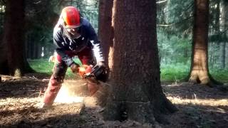 Very dangerous tree felling Chainsaw Husqvarna 560 XP [upl. by Boucher]