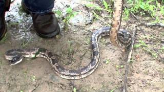 Texas Rat Snake in river [upl. by Oinigih]