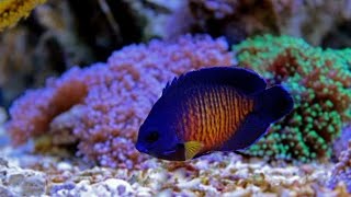 Coral Beauty Angelfish ANGEL KENEDYReef Safe [upl. by Juxon889]