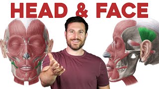 How to Remember Every Muscle in the Head and Face  Corporis [upl. by Opportina825]