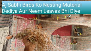 Aj Sabhi Birds Ko Nesting Material Dediya Aur Neem Leaves Bhi Diye  Natural Deworming [upl. by Naeerb]