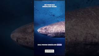 Greenland Shark 🦈🦈 shorts viral knowledgeable facts parveenchalotra [upl. by Aylat]