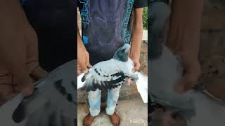 🕊😈Junga kabutar kabutarlover pigeon kabutarbazzi trending kabutarbazz kabootar trendingshorts [upl. by Josefa68]