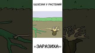 А вы слышали про quotЗАРАЗИХУquot  авызналиэто растения болезнь иф сэмонелла [upl. by Henry]