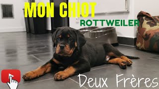 JE SUIS ALLE CHERCHER MON CHIOT ROTTWEILER DE 2 MOIS [upl. by Ashok]