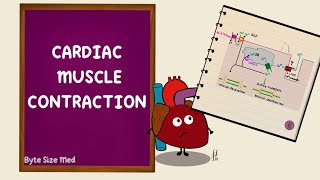 Cardiac Muscle Contraction  Excitation Contraction Coupling  Cardiac Physiology [upl. by Pentheas]