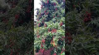 Lichi big farming project pakistan Punjab narowal [upl. by Nosneb509]