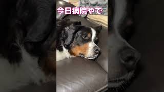 超大型犬KING８歳リンパ腫との戦い。抗がん剤治療です。 超大型犬 shorts [upl. by Enialahs]