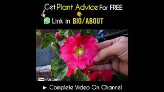 Hollyhocks Origin Basics to Understand [upl. by Anujra]