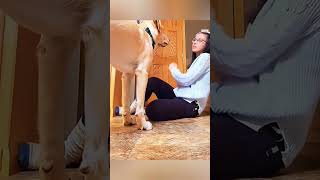 cat dog dogs cut cute love lovecats lovedogs funny virla viralvideo foryou foryoupage [upl. by Entsirhc59]