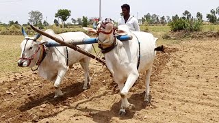 ploughing field with oxen in indiatraditional agriculturevillage lifeploughing field using ox🐂🐂🐂 [upl. by Just]