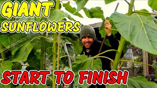 How to grow GIANT Sunflowers from Seed  START TO FINISH  UK [upl. by Mini]