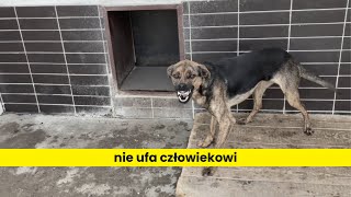 Jak oswoić dzikiego psa [upl. by Bonita]